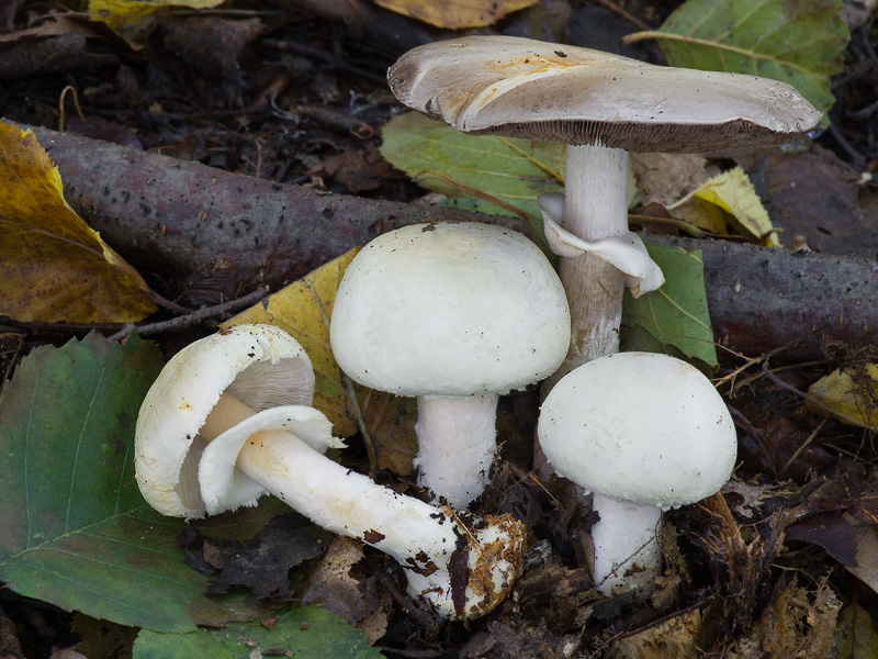 Agaricus sylvicola s.l. title=